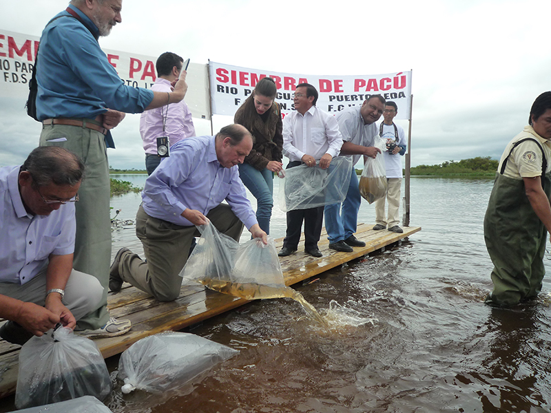 54πé╖πéÖπâºπâ│