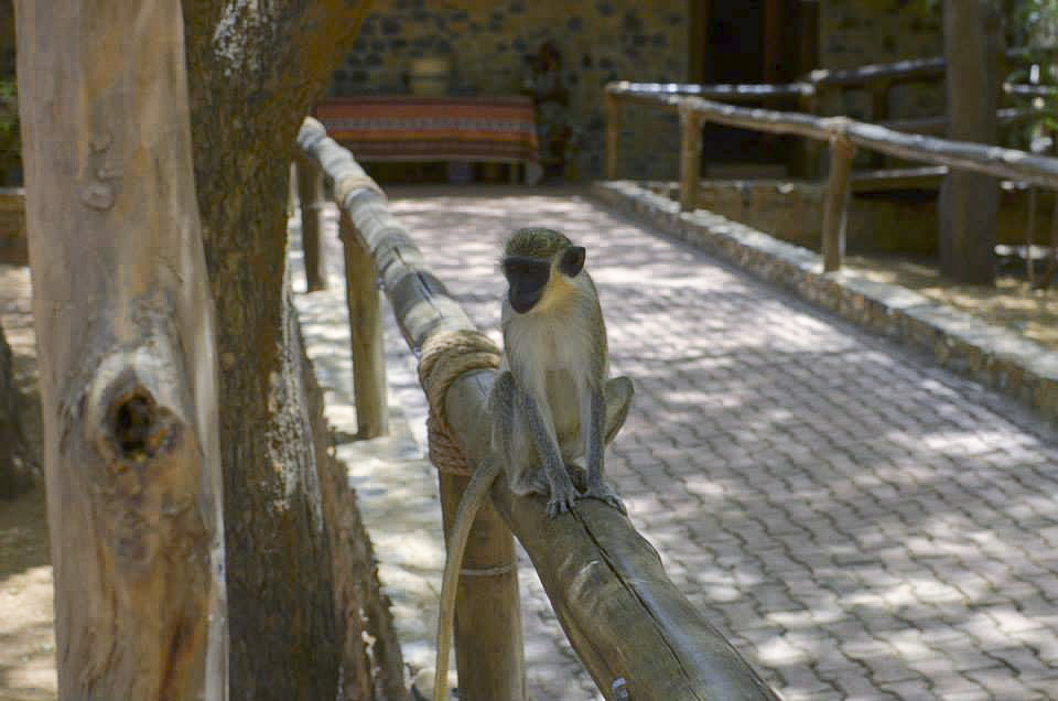 Monkey on railingedited1