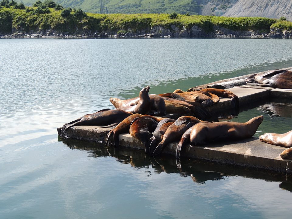 11223743_10153383018585071_7112858336921206255_n